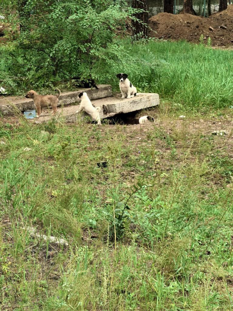 Жители микрорайона Северный боятся агрессивных собак