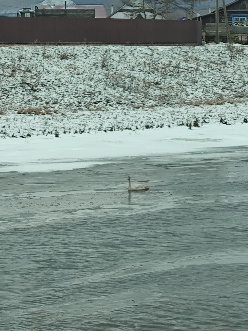 Лебеди не улетели на зимовку — жители села Газимурский Завод переживают за них