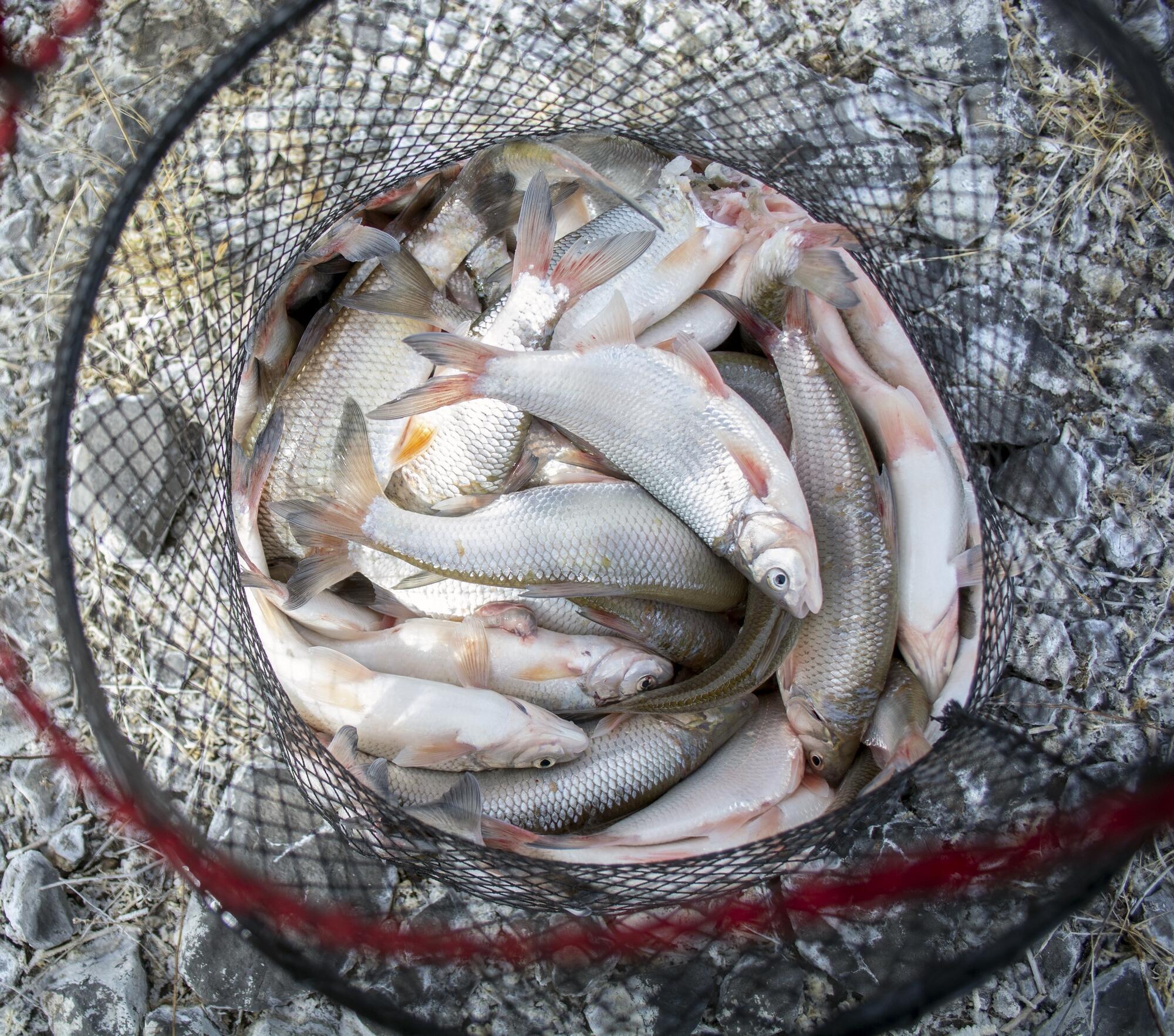 В Торейские озера стала возвращаться рыба