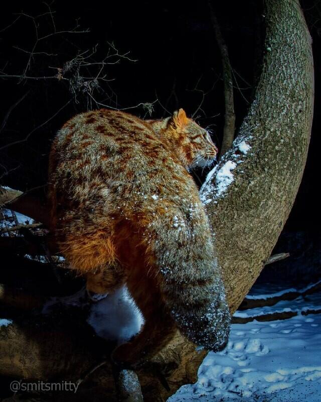 Фотоловушка засняла пугливого краснокнижного кота