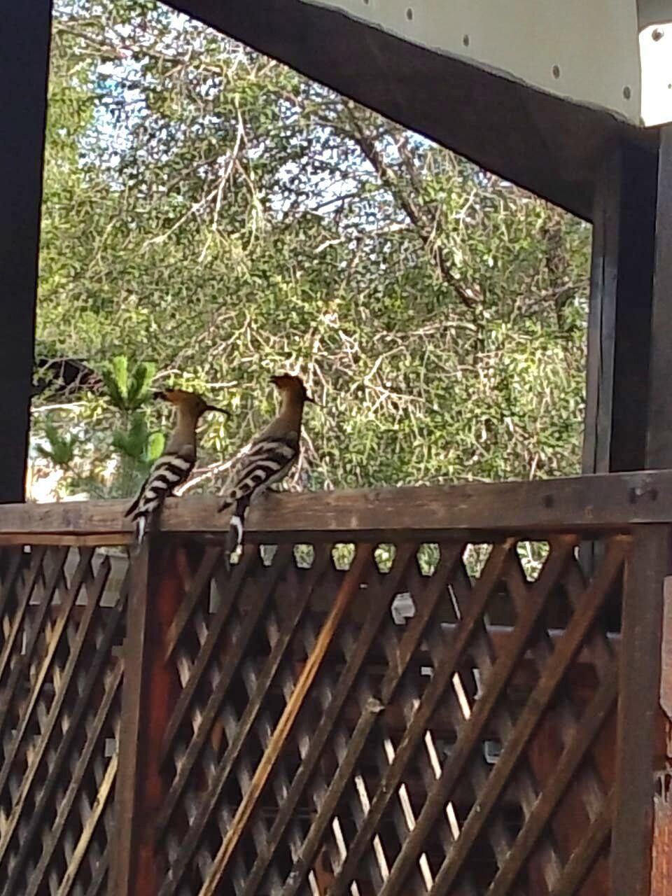 В парке Читы были замечены краснокнижные птицы