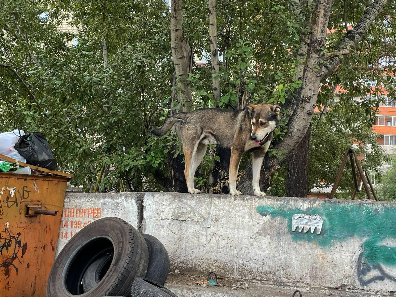«В сравнении»: Северный и Сосновый Бор