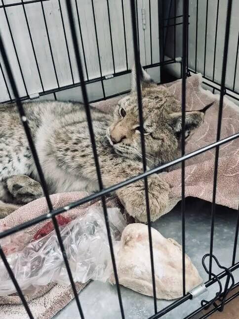 Рысь пришла в село Акша