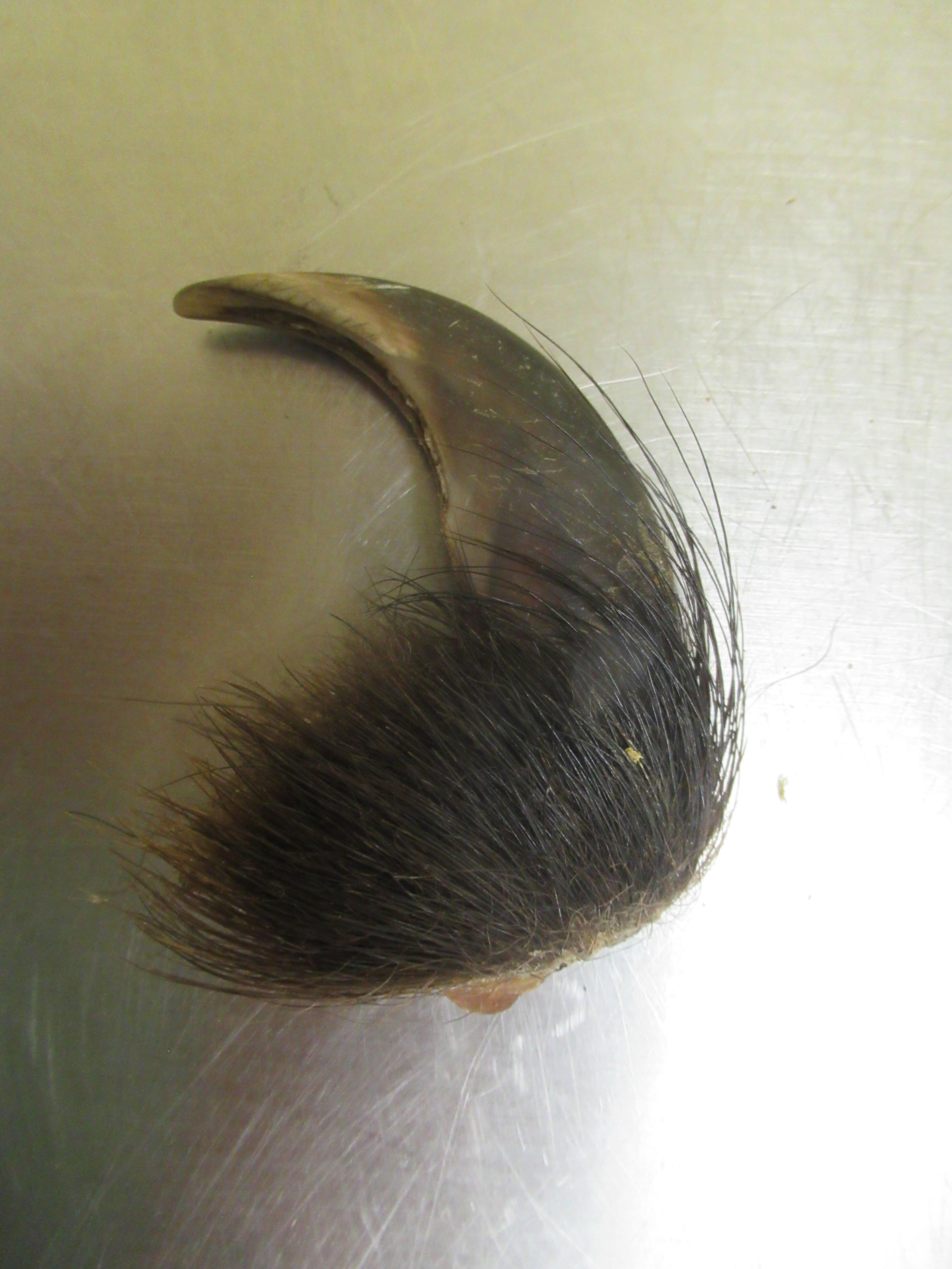 Таможенники нашли у иностранца 13 когтей бурого медведя