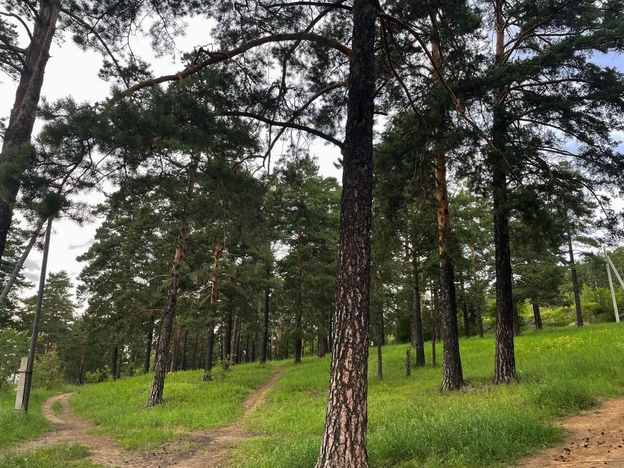 «В сравнении»: Северный и Сосновый Бор