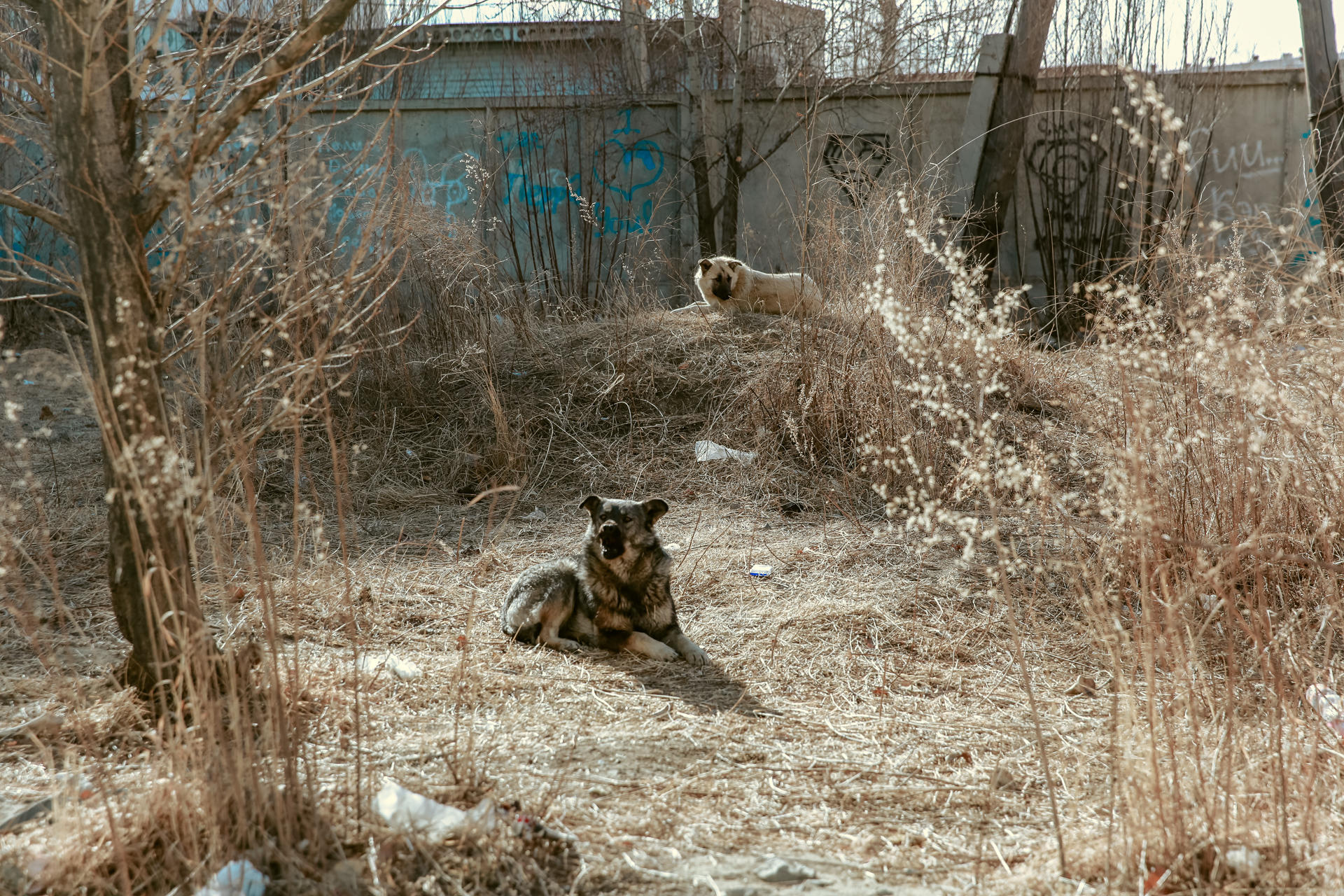 Бродячие собаки на улицах Читы – ZAB.RU проверил, насколько опасна ситуация в разных районах города