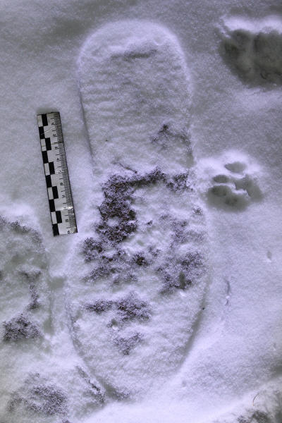 Полицейские в Забайкалье по следам на снегу нашли подозреваемого в краже
