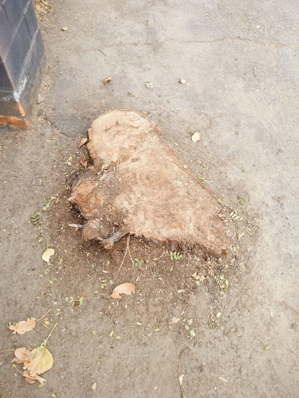 Читинцы высказали свое мнение о благоустроенном парке МЖК