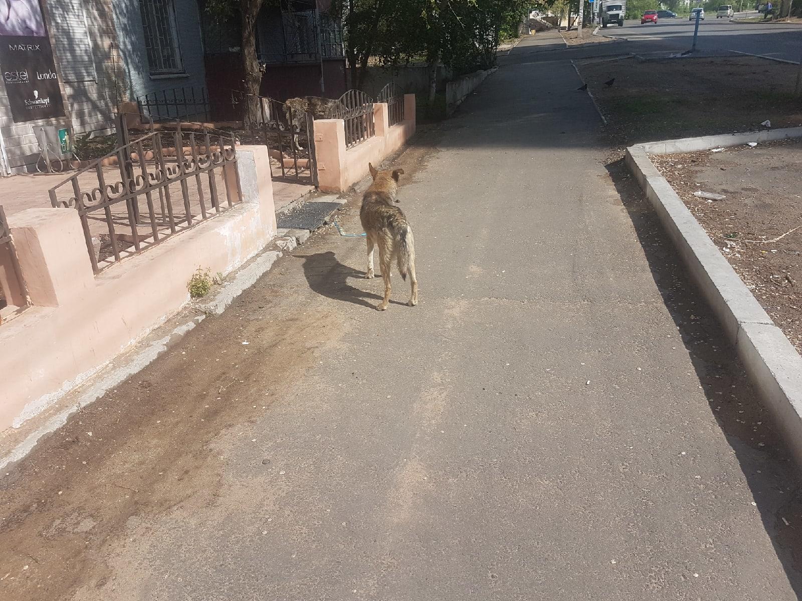 Стаи бродячих собак бегают по Шилова и Новобульварной в Чите