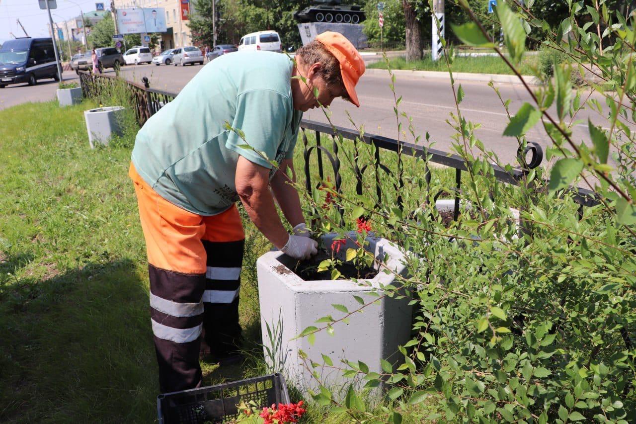 Читинские вазоны «обросли» цветами: рабочие начали высадку растений