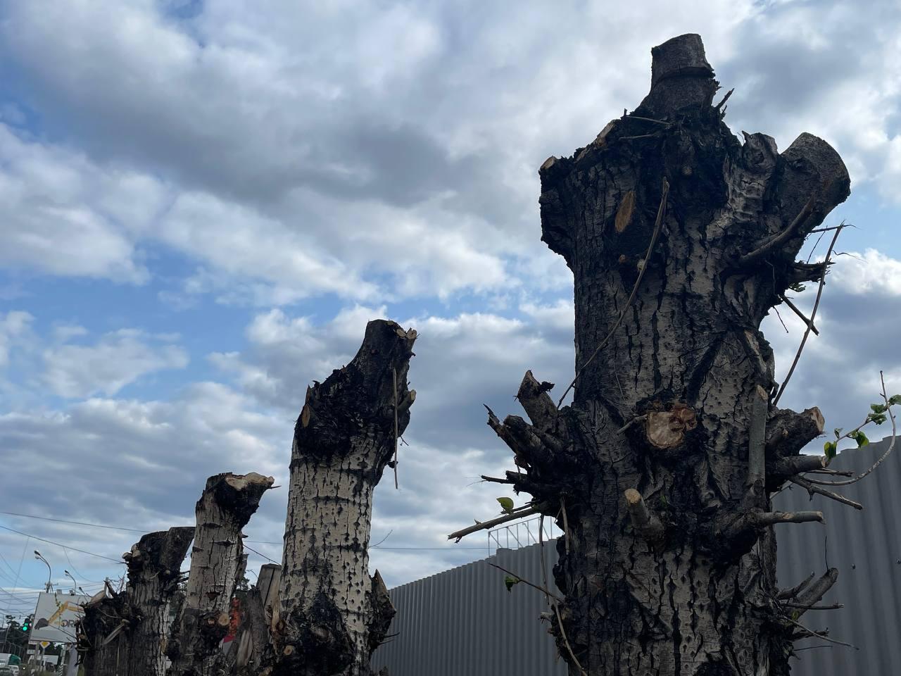 «Убитые» деревья стоят на Шилова после осенней обрезки