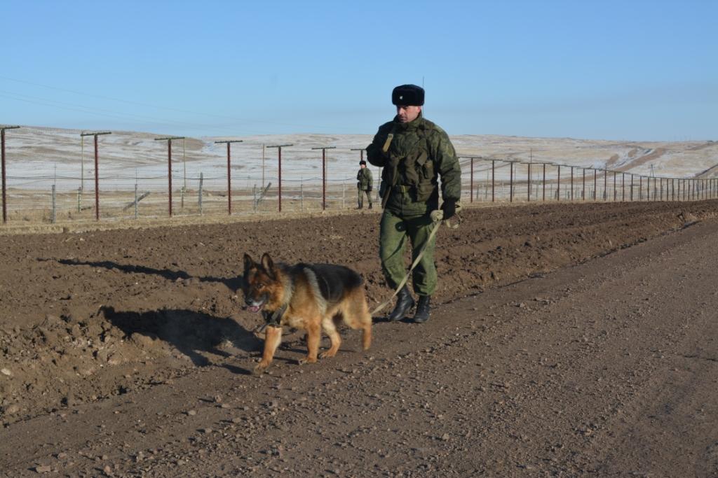 Пограничная собака Жом из Забайкалья признана лучшей в России