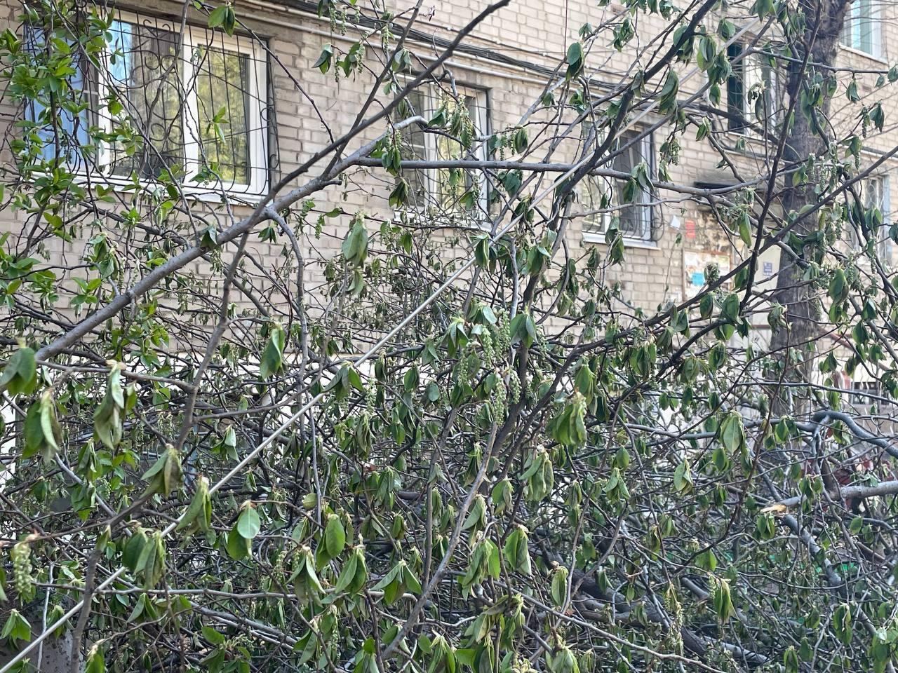 Провода повредили при обрезке деревьев в одном из дворов Читы