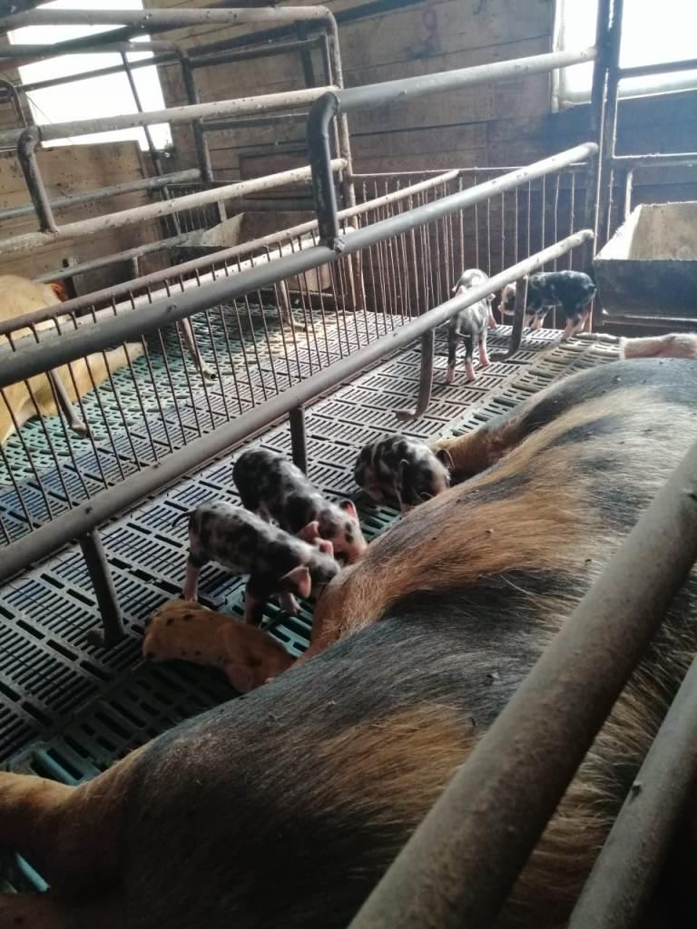 Специальный родзал открылся на свиноферме в Маккавеево