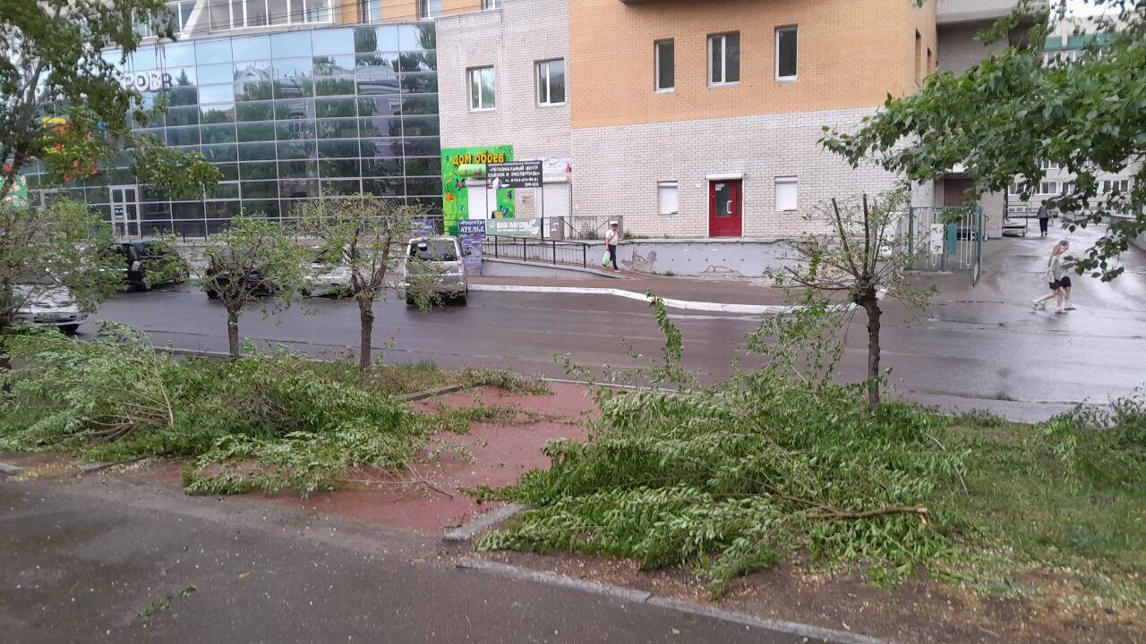 Обрезка деревьев продолжается в Чите несмотря на запрет мэрии | 05.06.2024  | Чита - БезФормата