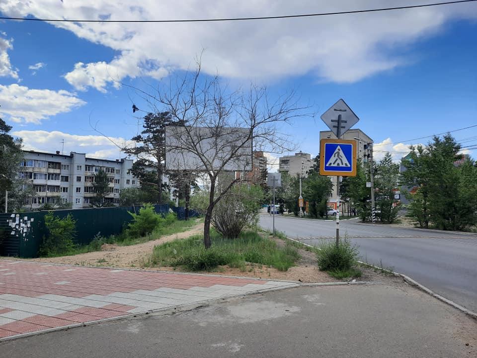 Читинец сообщил о множестве просверленных деревьев в центре города