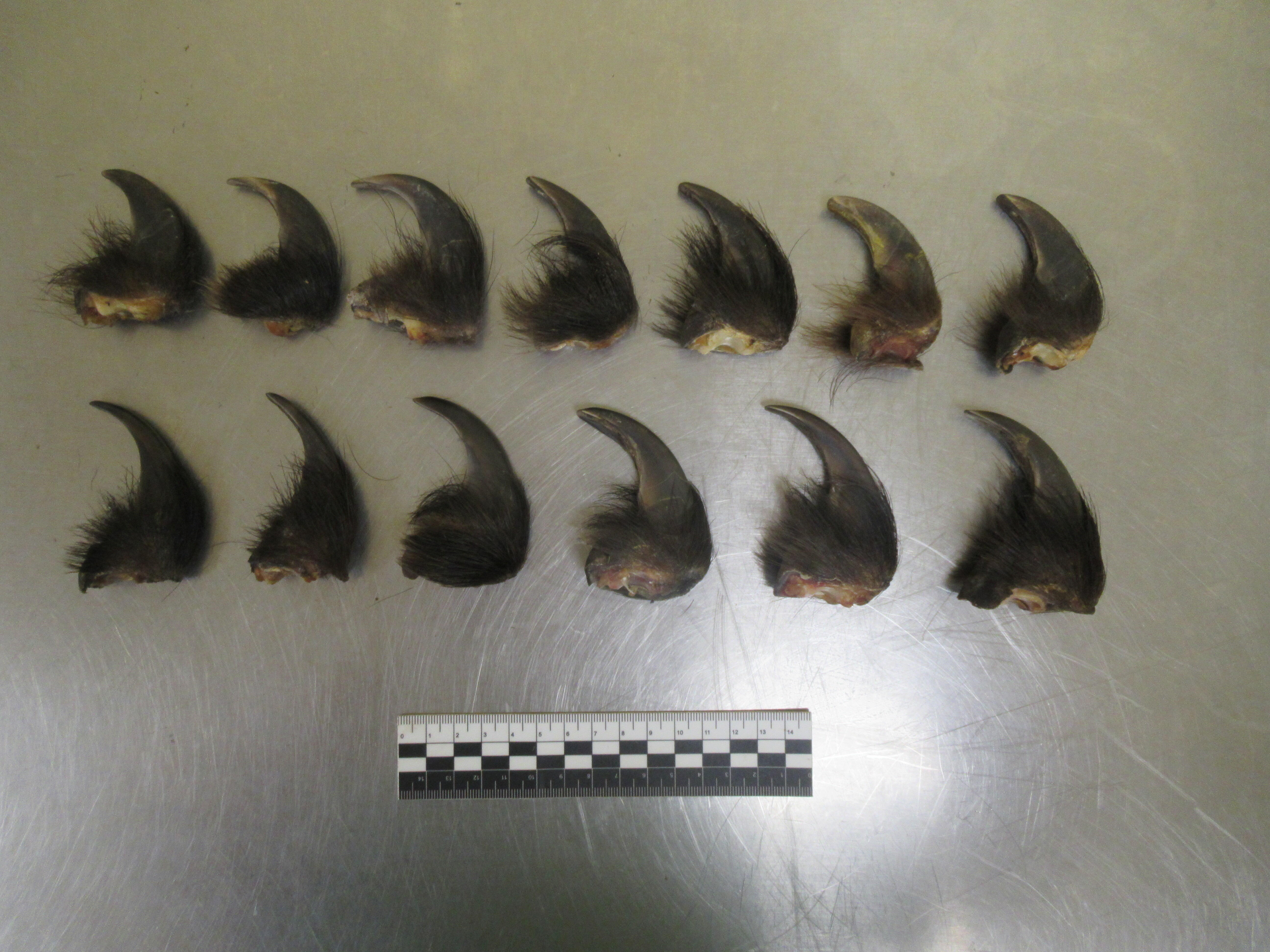 Таможенники нашли у иностранца 13 когтей бурого медведя