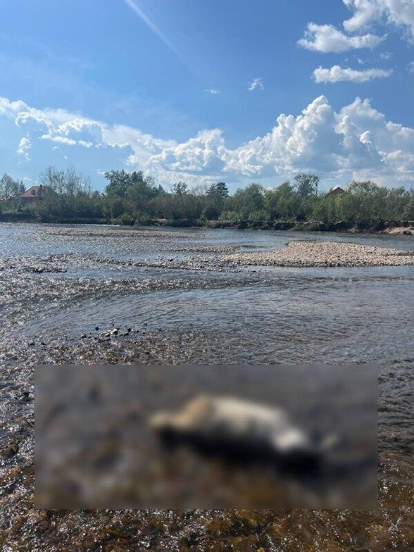 Труп собаки обнаружили в реке Чита (18+)