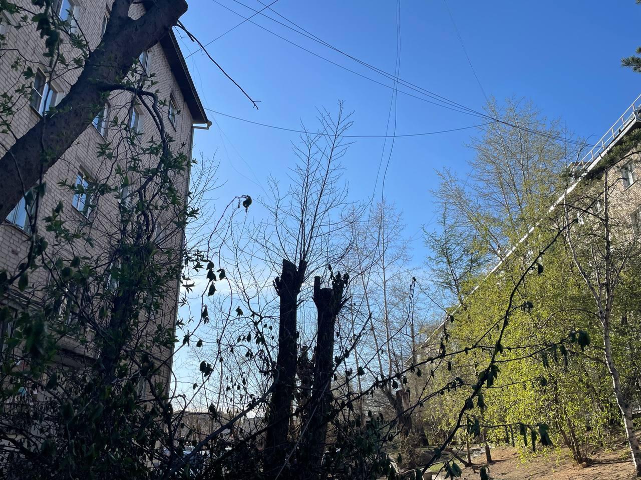 Провода повредили при обрезке деревьев в одном из дворов Читы