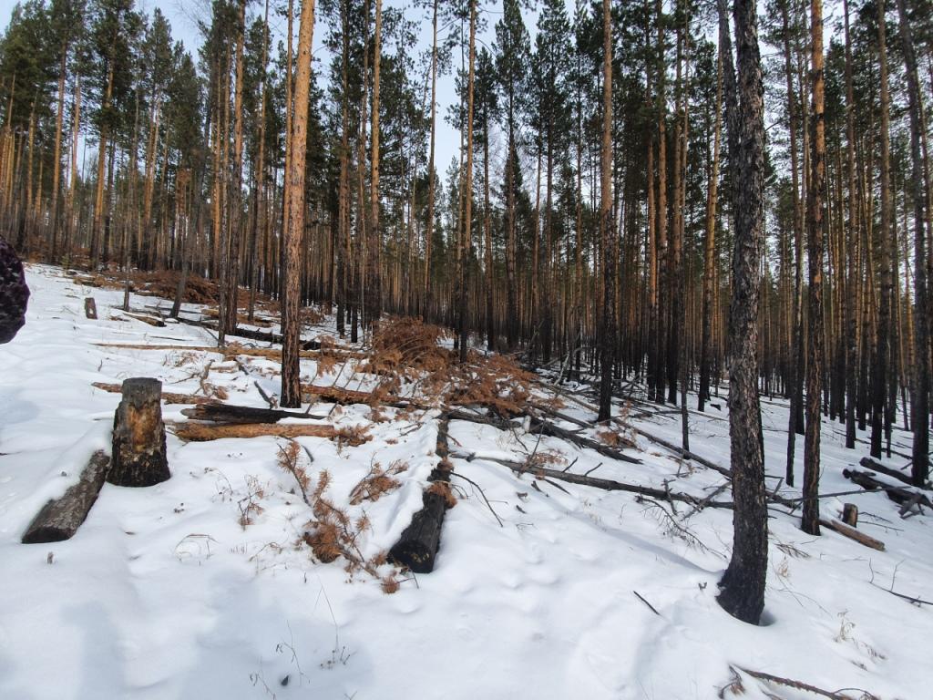 Незаконная рубка ст. Петровск Забайкальское лесничество. Незаконные рубки Тайшетского лесхоза. Забайкальский край вырубка леса. Незаконные вырубки в Забайкальском крае.