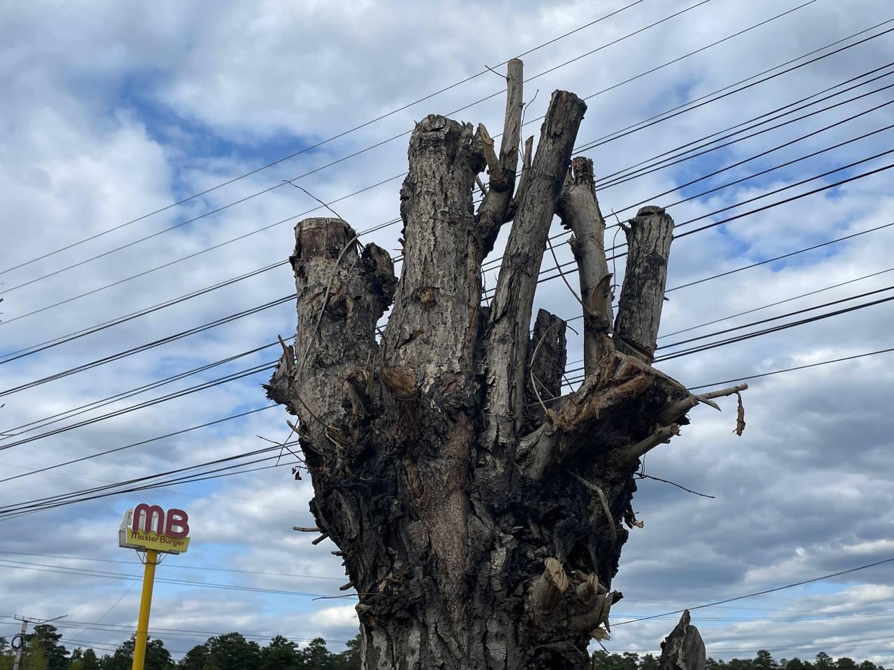 «Убитые» деревья стоят на Шилова после осенней обрезки