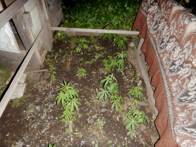 выращивание марихуаны на огороде