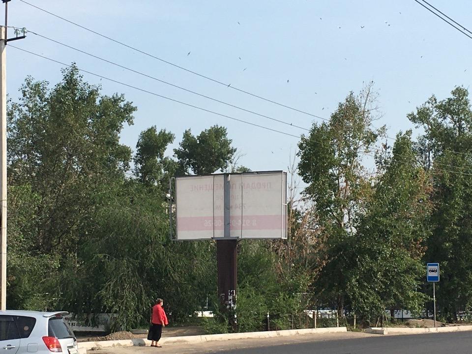 Ещё 10 отравленных деревьев у рекламных конструкций нашел корреспондент ZAB.RU на ул. Богомягкова в Чите