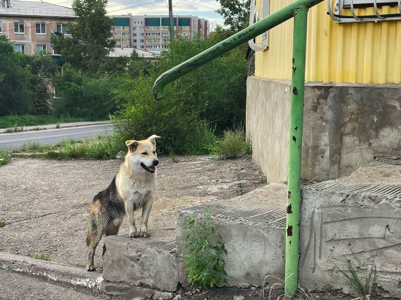 «В сравнении»: Северный и Сосновый Бор