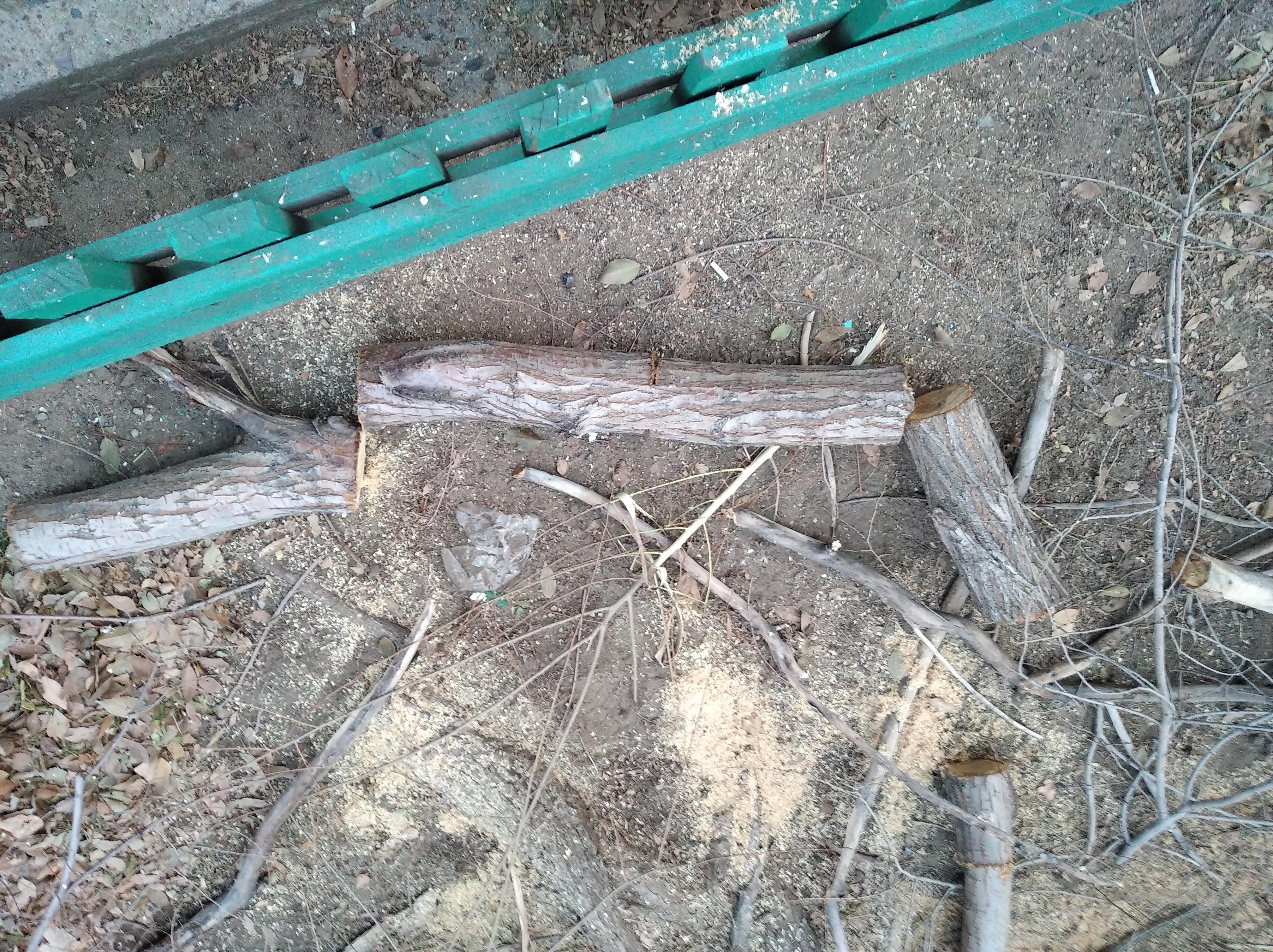 Читинцы вызвали полицию из-за «варварской» рубки деревьев во дворе многоэтажки