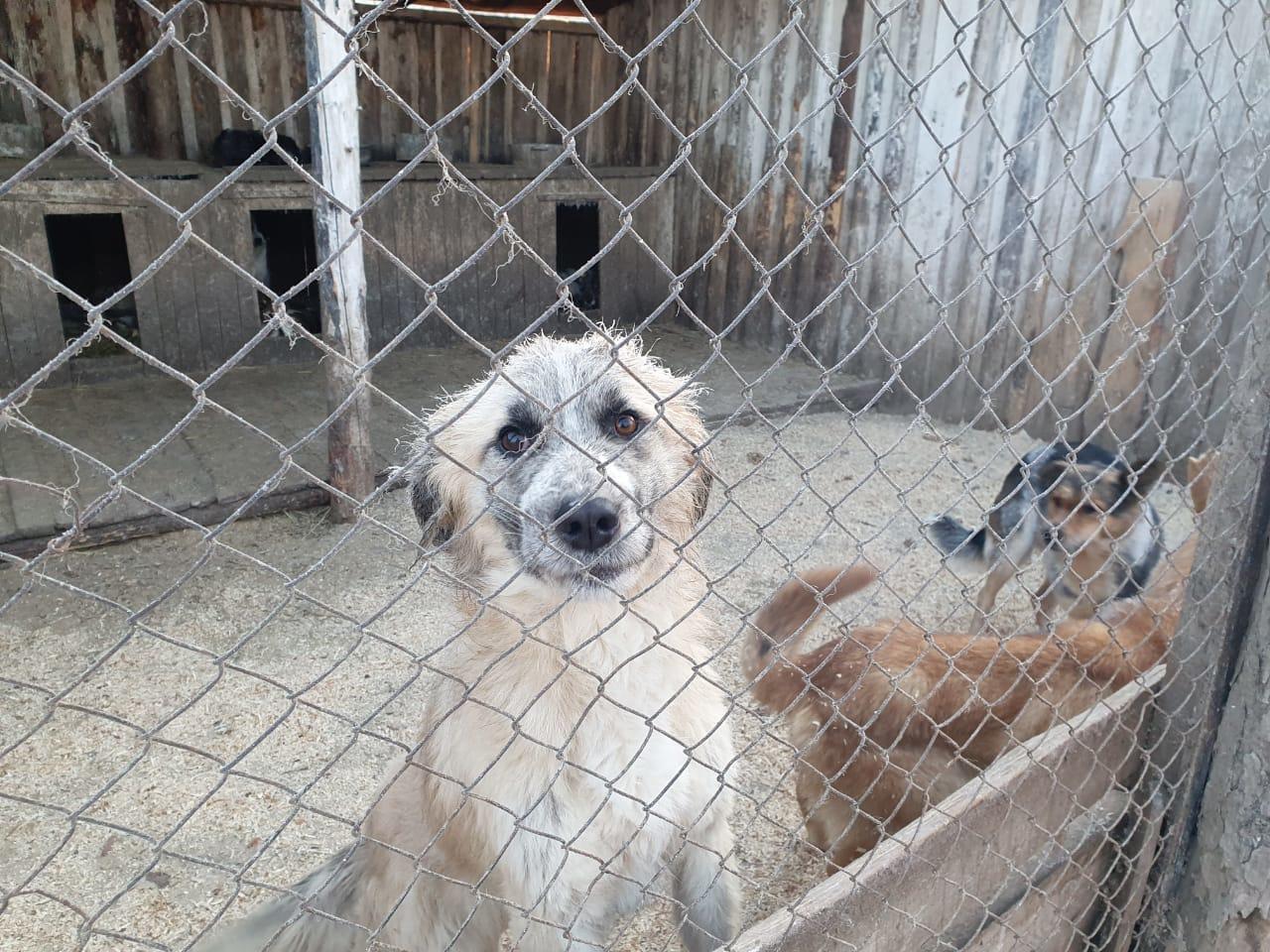 Приют в Забайкалье расширят за счёт установки новых вольеров