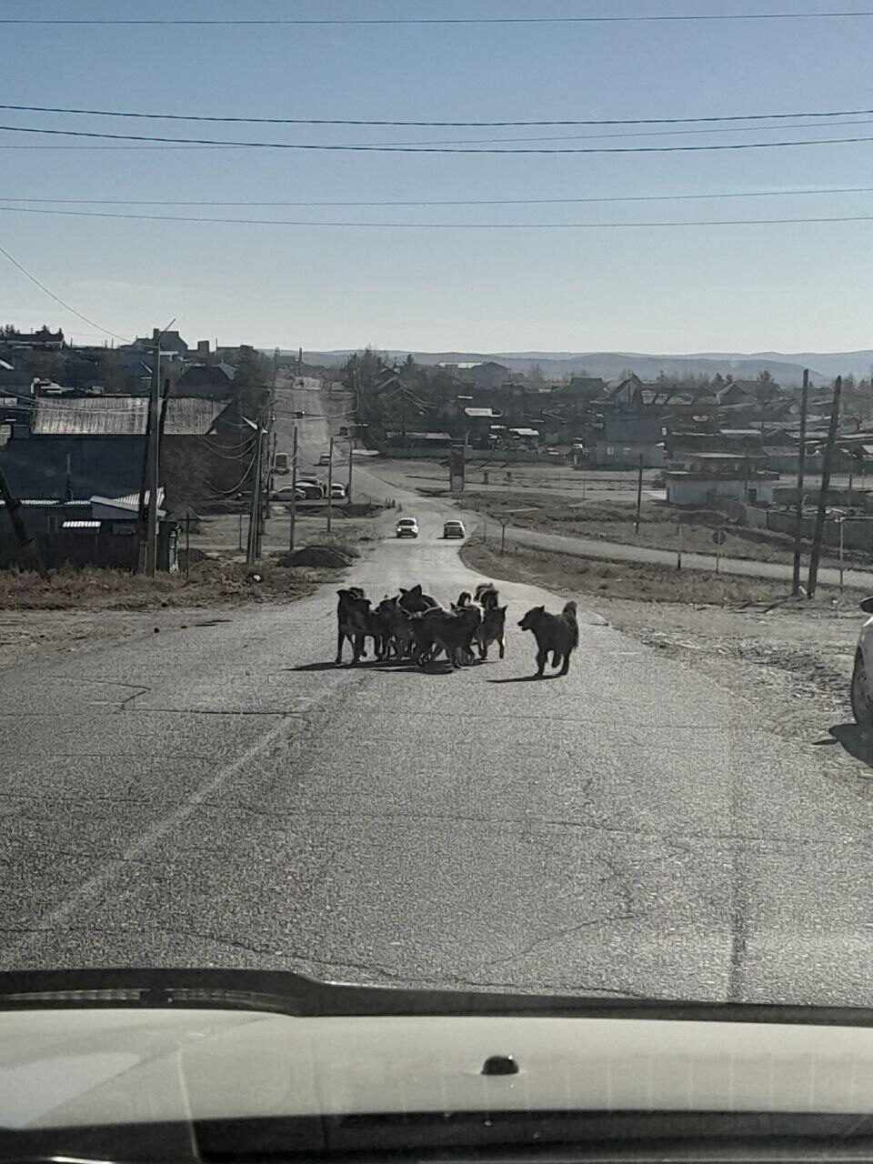 Улицы поселка Могойтуй заполонили бездомные собаки