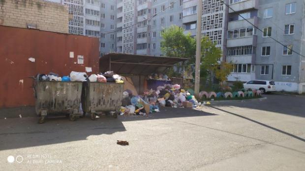 Стаи бродячих собак растаскивают мусор в центре Читы из баков, которые не убирают - жильцы