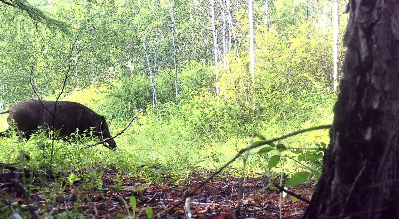 Звериный хит-парад запечатлела фотоловушка в Нерчинском лесу