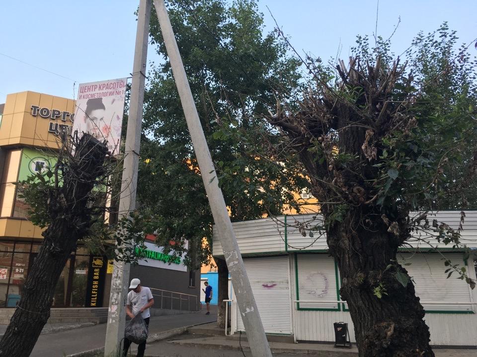 Ещё 8 погибших тополей нашёл корреспондент ZAB.RU на ул.Бутина под рекламной конструкцией